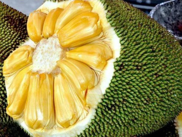 bibit tanaman Bibit Nangka Madu Ter Laris Tanaman Buah Aceh Tamiyang