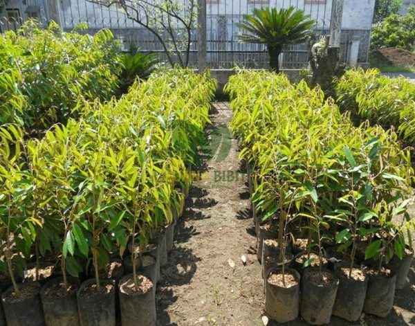 bibit tanaman Bibit Pohon Durian Buah Montong Super Monthong Bantaeng