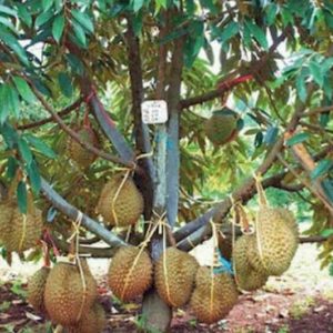 bibit tanaman Bibit Pohon Durian Montong Hijau Feritas Unggul Enrekang