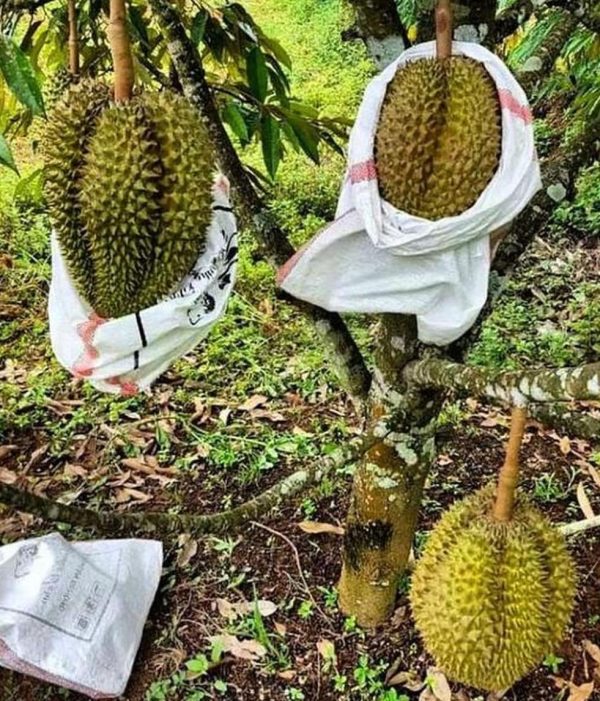 bibit tanaman Bibit Pohon Durian T Super MonthongDurian Montong Berkualitas Unggul Sedang Hangat Luwu Timur