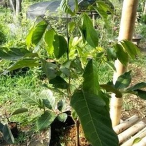 bibit tanaman Bibit Rambutan Rapiah Pohon Tanaman Buah Ropiah Jayapura