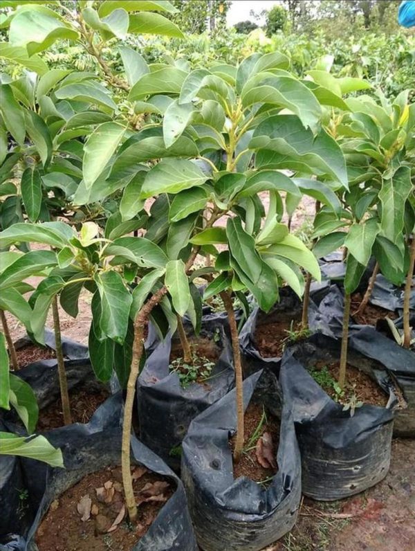 bibit tanaman buah alpukat hass super Yogyakarta