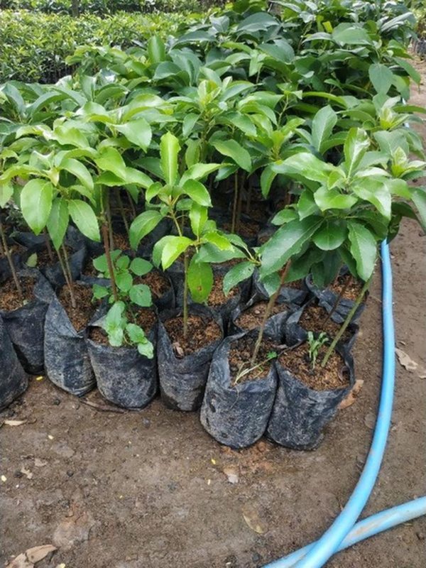 bibit tanaman buah alpukat kendil tambulalapot bisa cod Konawe