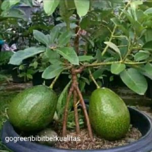 bibit tanaman buah alpukat kendil tambulalapot bisa cod Wonosobo
