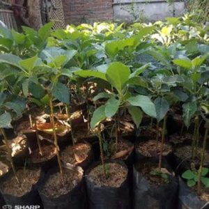 bibit tanaman buah alpukat kendil tinggi 50cm Bau-Bau