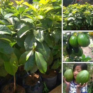 bibit tanaman buah alpukat kendil tinggi 50cm Bulukumba