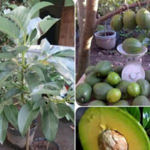 bibit tanaman buah alpukat kendil tinggi 50cm Karangasem