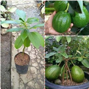bibit tanaman buah alpukat kendil tinggi 50cm Kotawaringin Barat