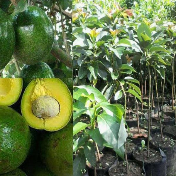 bibit tanaman buah alpukat kendil tinggi 50cm Sukamara