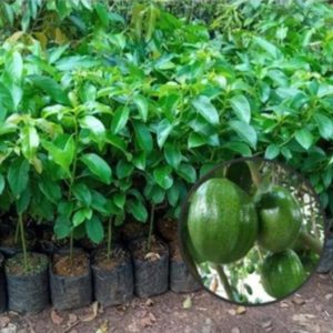 bibit tanaman buah alpukat kendil tinggi 50cm Tambrauw