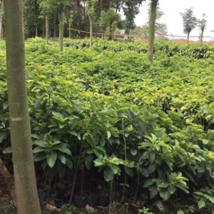 bibit tanaman buah alpukat mentega jumbo okulasi Manado