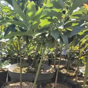 bibit tanaman buah alpukat yamagata Halmahera Utara