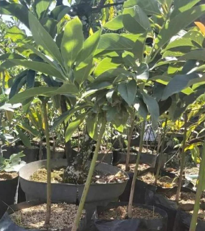 Gambar Produk bibit tanaman buah alpukat yamagata Halmahera Utara