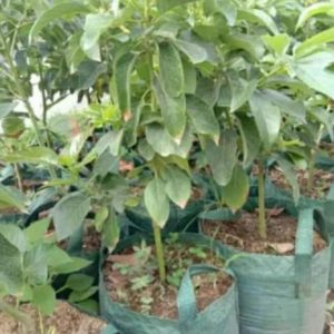 bibit tanaman buah alpukat yamagata Nagekeo