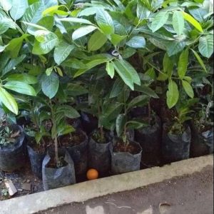 bibit tanaman buah Bibit Buah Black Sapote Oke Price Giant Jumbo Okulasi Balikpapan