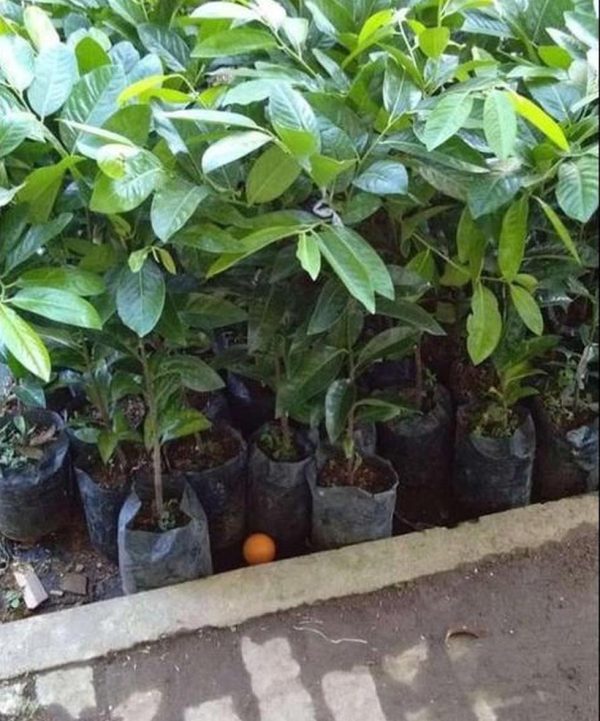 bibit tanaman buah Bibit Buah Black Sapote Oke Price Giant Jumbo Okulasi Balikpapan