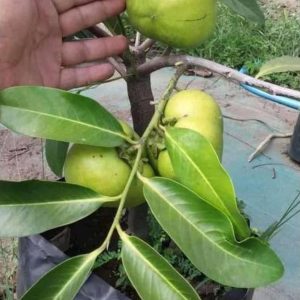 bibit tanaman buah Bibit Buah Black Sapote Paling Diminati Giant Jumbo Sambung PucukOkulasi Dari Pohon Yang Sudah Berbua Bitung