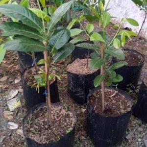 bibit tanaman buah Bibit Buah Black Sapote Paling Diminati Giant Jumbo Sambung PucukOkulasi Dari Pohon Yang Sudah Berbua Sabu Raijua