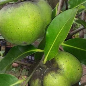bibit tanaman buah Bibit Buah Black Sapote Pasti Sampai Okulasi Giant Tapanuli Utara