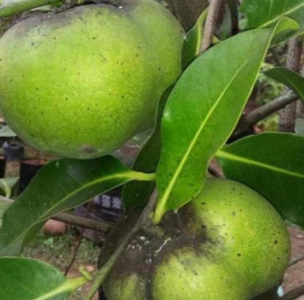 bibit tanaman buah Bibit Buah Black Sapote Pasti Sampai Okulasi Giant Tapanuli Utara