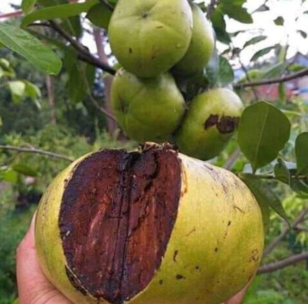 bibit tanaman buah Bibit Buah Black Sapote Super Unggul Temanggung