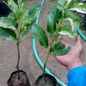 bibit tanaman buah Bibit Buah Black Sapote Superunggul Barito Selatan