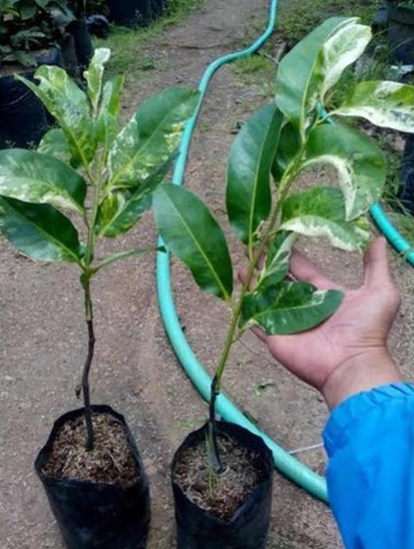 bibit tanaman buah Bibit Buah Black Sapote Superunggul Barito Selatan