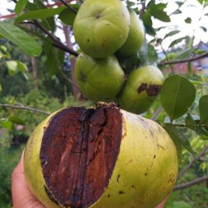 bibit tanaman buah Bibit Buah Black Sapote Terjangkau Okulasi Paniai