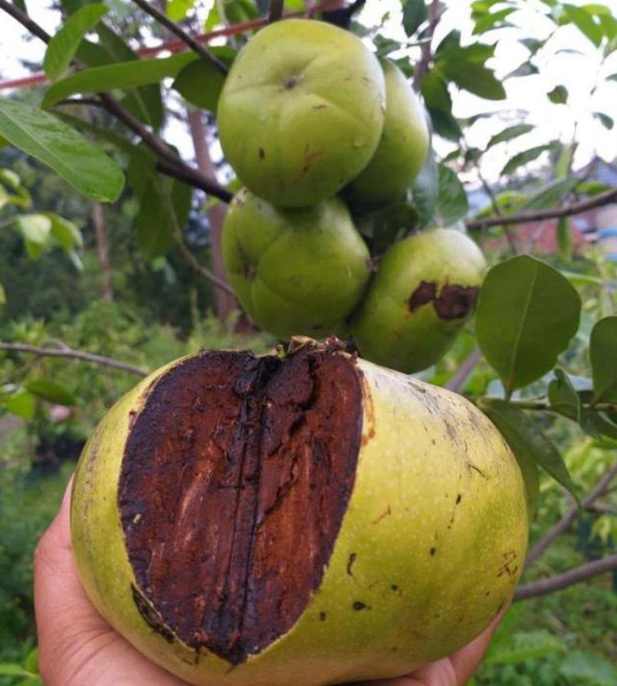 Gambar Produk bibit tanaman buah Bibit Buah Black Sapote Terjangkau Okulasi Paniai