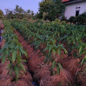 bibit tanaman buah Bibit Buah Cangkokan Pohon Mangga Irwin Ungu Banjarmasin
