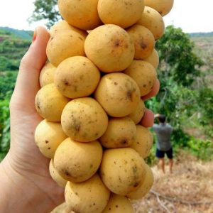 bibit tanaman buah Bibit Buah Dalam Tanaman Duku Berkwalitas Unggul Sudah Hasil Okulasi Cocok Di Tanam Binjai