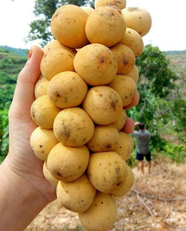 bibit tanaman buah Bibit Buah Dalam Tanaman Duku Berkwalitas Unggul Sudah Hasil Okulasi Cocok Di Tanam Binjai