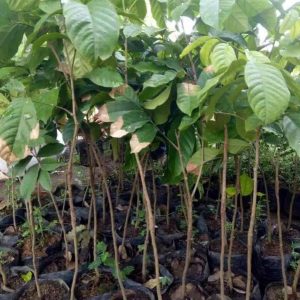 bibit tanaman buah Bibit Buah Duku Discount Palembang Unggul Berkualitas Hasil Okulasi Tarakan