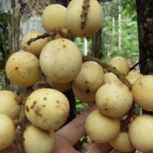 bibit tanaman buah Bibit Buah Duku Tanaman Palembang Kapuas Hulu
