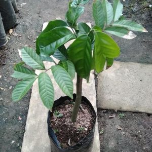 bibit tanaman buah Bibit Buah Duku Terbaru Tanaman Dukong - Malaysia Rokan Hulu