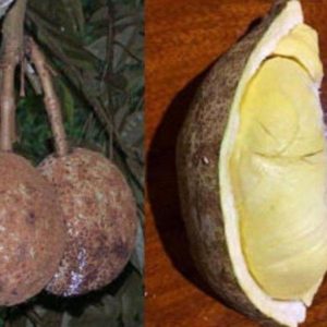 bibit tanaman buah Bibit Buah Durian Gundul Cod New Tanaman Okulasi Termurah Indonesia Bangka