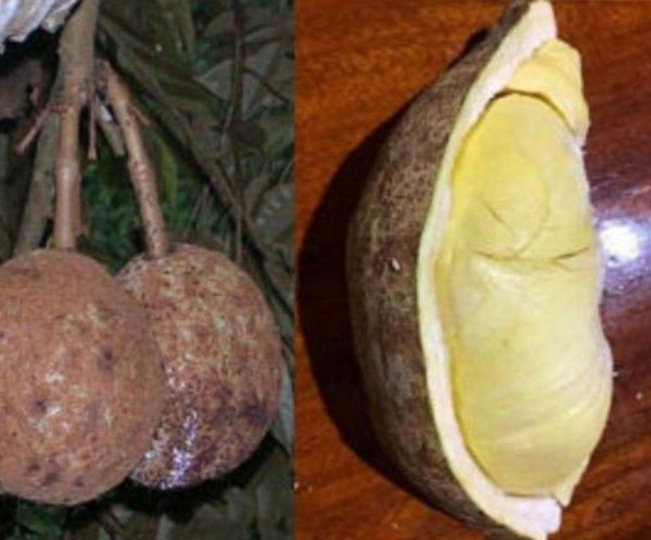 bibit tanaman buah Bibit Buah Durian Gundul Cod New Tanaman Okulasi Termurah Indonesia Bangka