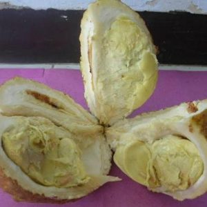 bibit tanaman buah Bibit Buah Durian Gundul Okulasi Stok Terbatas Luwu Utara