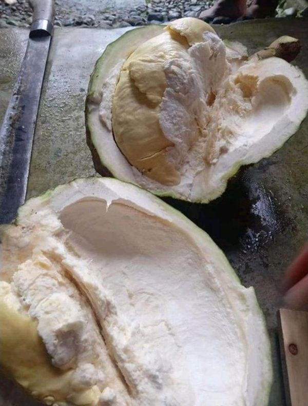 bibit tanaman buah Bibit Buah Durian Gundul Original Okulasi Probolinggo