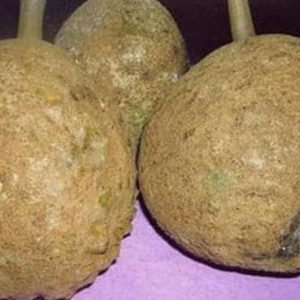 bibit tanaman buah Bibit Buah Durian Gundul Terbaru Unggulecer Tanaman Grobogan