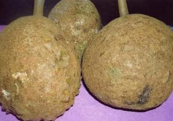 bibit tanaman buah Bibit Buah Durian Gundul Terbaru Unggulecer Tanaman Grobogan