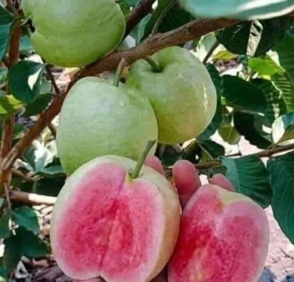 bibit tanaman buah Bibit Buah Jambu Biji Kristal Merah Hasil Okulasi Unggul Terlaris Harga Murah Tasikmalaya