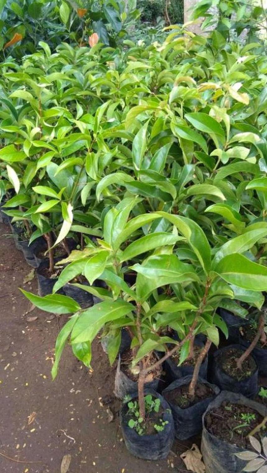 Gambar Produk bibit tanaman buah Bibit Buah Jambu Jamaika Giant Okulasi Baru