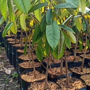 bibit tanaman buah Bibit Buah Langka Durian Karatungan Asli Kalimantan Bone Bolango