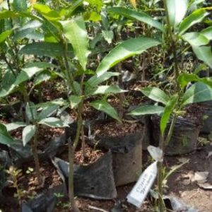 bibit tanaman buah Bibit Buah Mangga Gedong Gincu Super Manis Hasil Okulasi Pegunungan Arfak