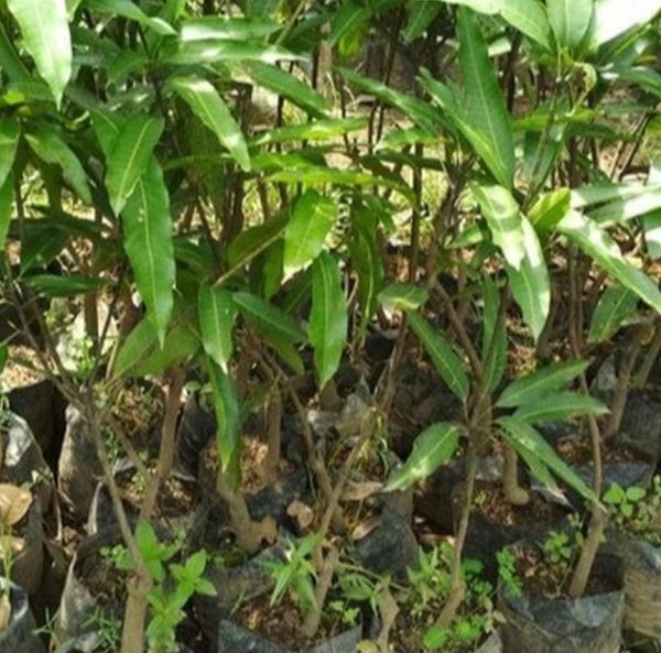 bibit tanaman buah Bibit Buah Mangga Gedong Gincu Super Manis Hasil Okulasi Sorong Selatan