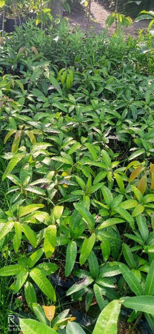 bibit tanaman buah Bibit Buah Mangga Madu Chokanan Okulasi Barito Selatan