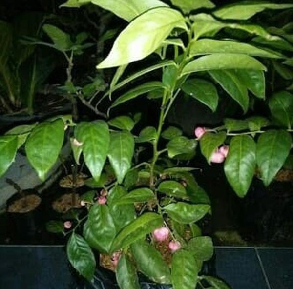bibit tanaman buah Bibit Buah Manggis New Tanaman Pohon JepangRatu BuahGarcinia Mangostana Pariaman