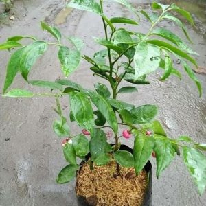 bibit tanaman buah Bibit Buah Manggis Ready Tanaman Pohon JepangRatu BuahGarcinia Mangostana Kutai Timur