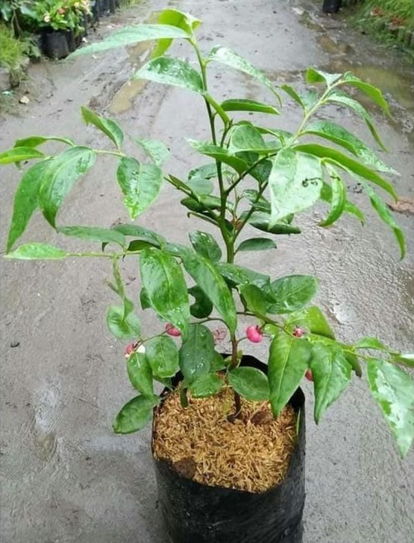 bibit tanaman buah Bibit Buah Manggis Ready Tanaman Pohon JepangRatu BuahGarcinia Mangostana Kutai Timur